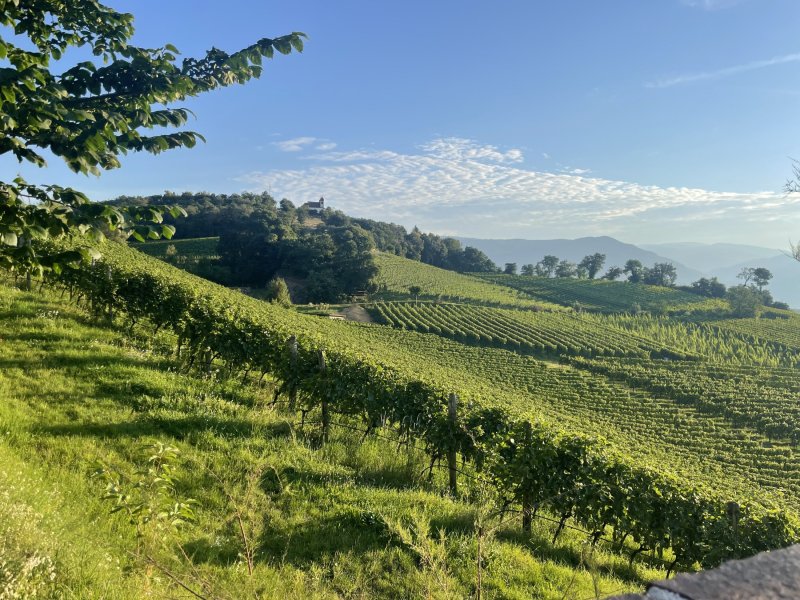 Weingut