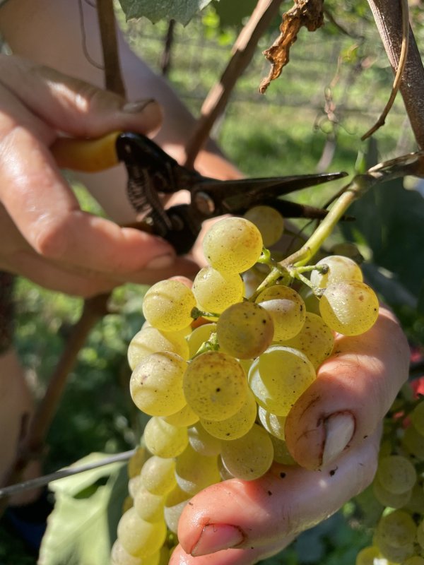 Tenuta vinicola