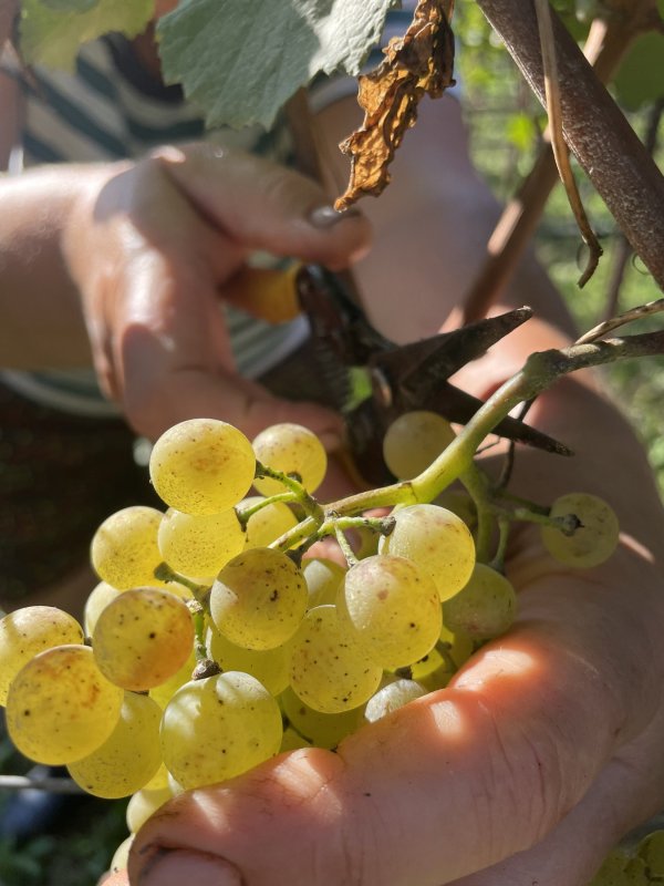 Tenuta vinicola