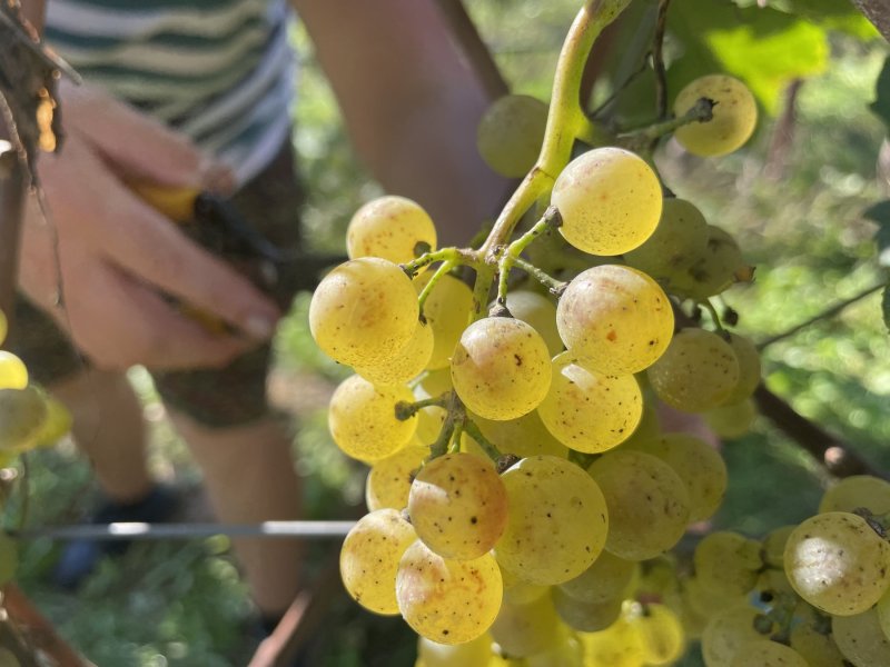 Tenuta vinicola