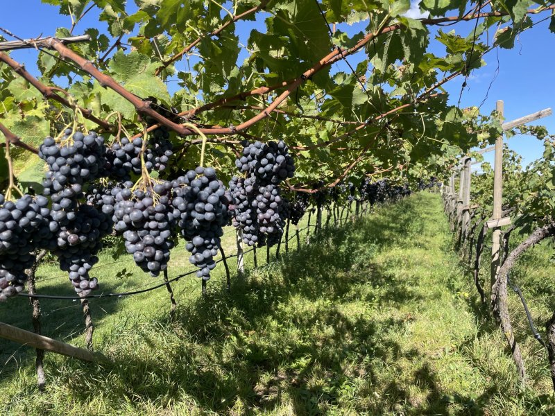 Tenuta vinicola